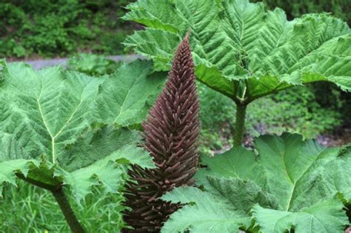 How do you grow gunnera?