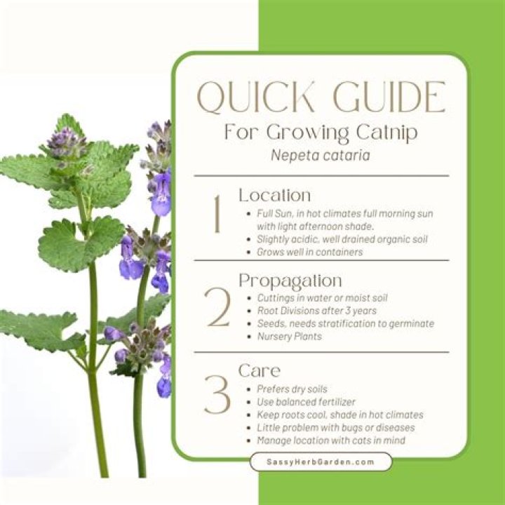 How do you grow Nepeta Cataria?
