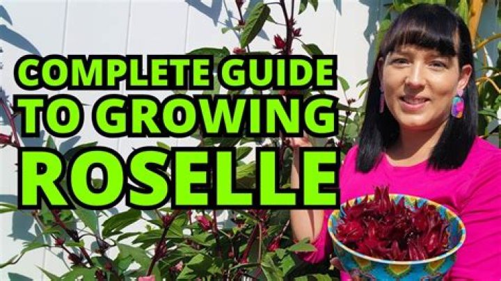 How do you grow Roselle?