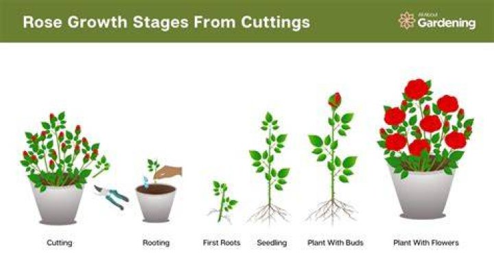 How do you grow roses from rose bushes?