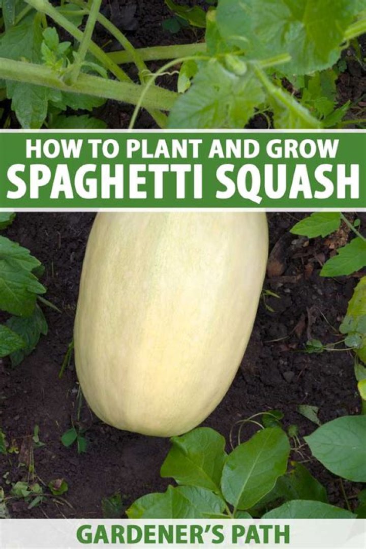 How do you grow spaghetti squash on a trellis?