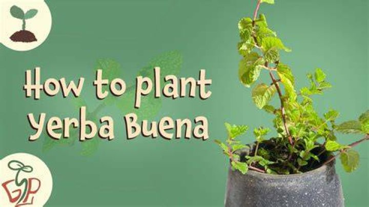 How do you grow Yerba Buena?