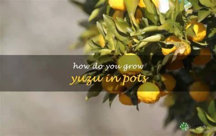How do you grow yuzu?