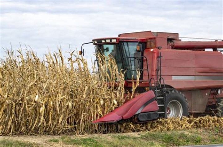 How do you harvest corn for feeding?