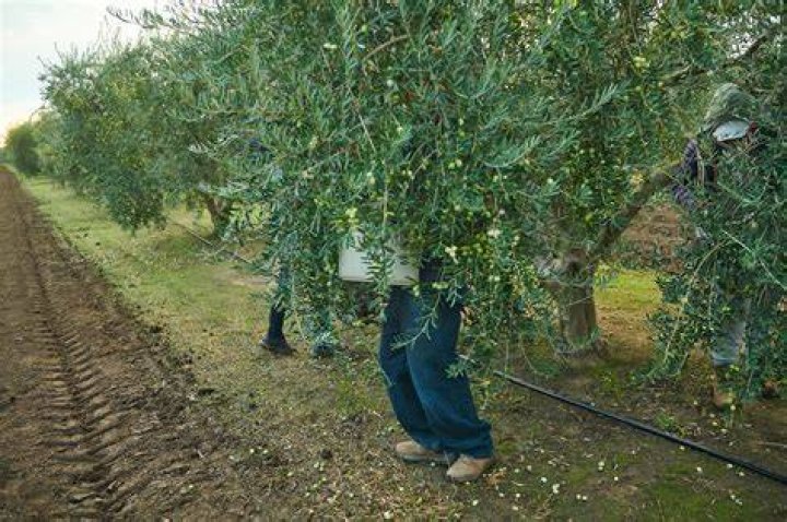 How do you harvest olive oil?