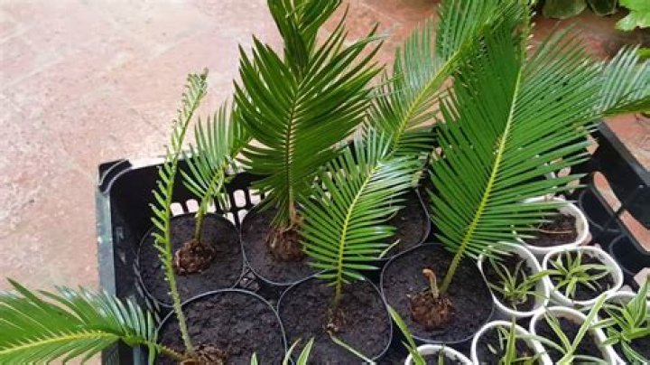 How do you harvest sago palm pups?