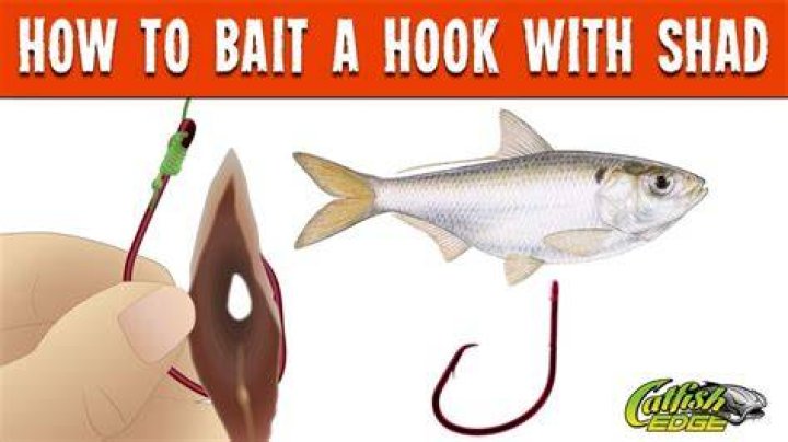 How do you hook a shad?