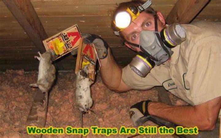 How do you humanely kill a pet rat?