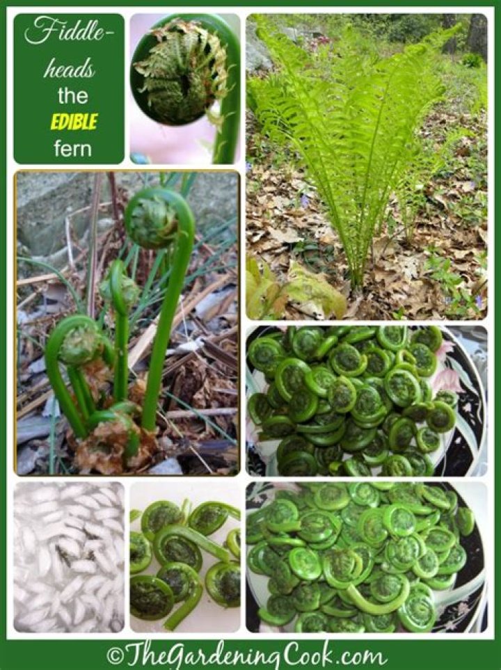 How do you identify fiddlehead ferns?