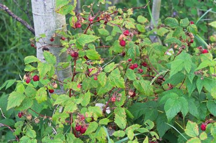 How do you identify wild raspberry plants?