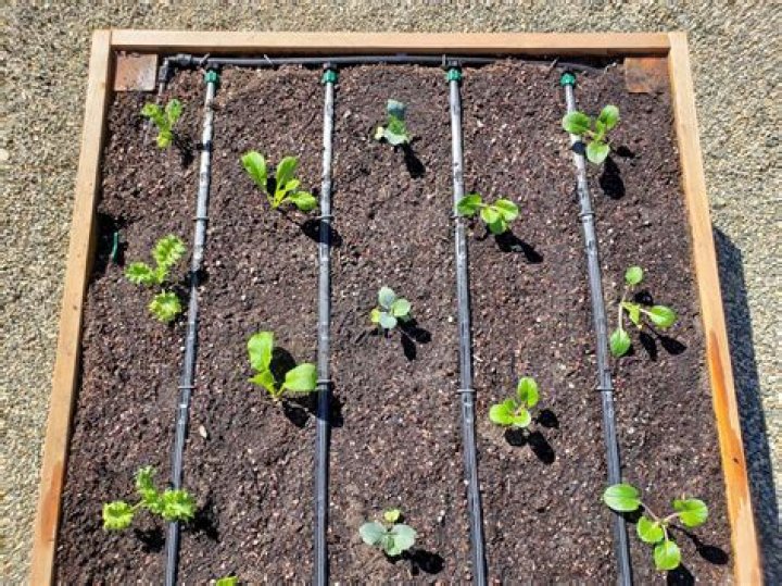 How do you install drip lines in flower beds?