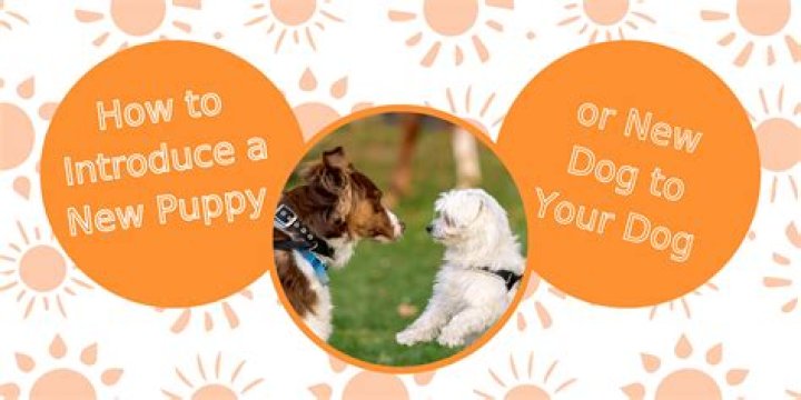 How do you introduce a new puppy to a dominant dog?