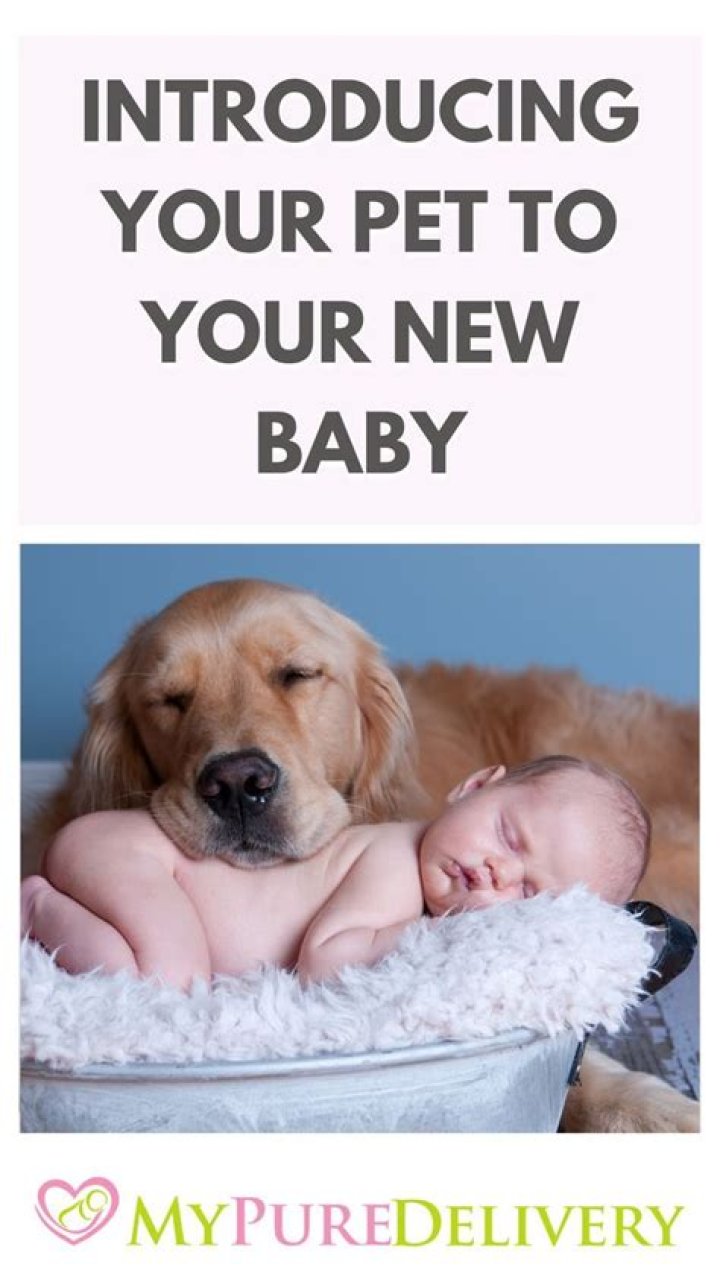 How do you introduce a puppy to a new baby?