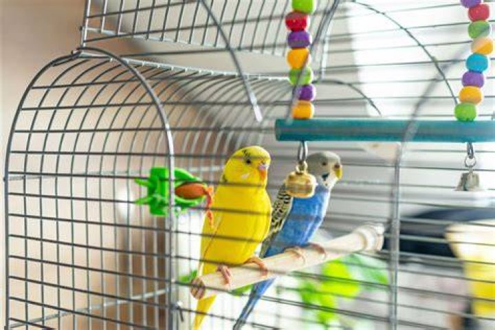 How do you keep a cat out of a bird cage?