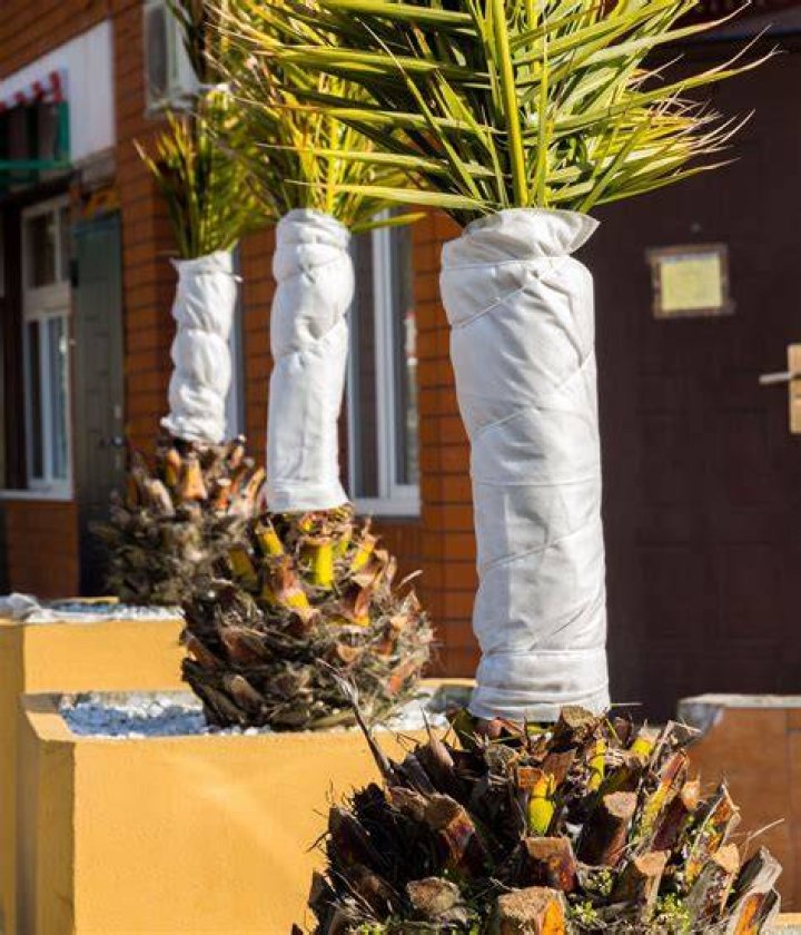 How do you keep a palm tree from freezing?