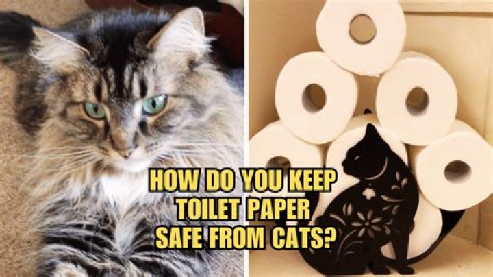 How do you keep cats off toilet paper?