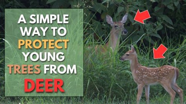 How do you keep deer from eating your young trees?