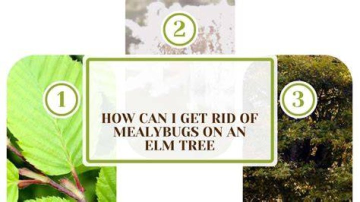 How do you keep Elm bugs away?