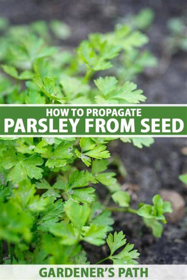 How do you keep parsley from growing?