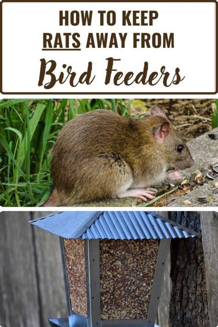 How do you keep turkeys away from bird feeders?