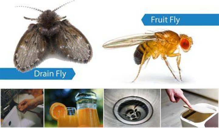 How do you kill fruit flies with bleach?