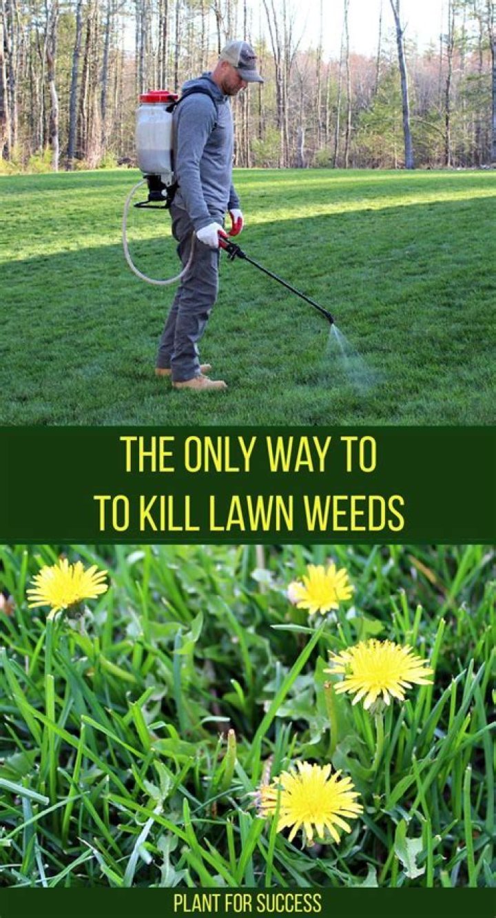 How do you kill razor grass?