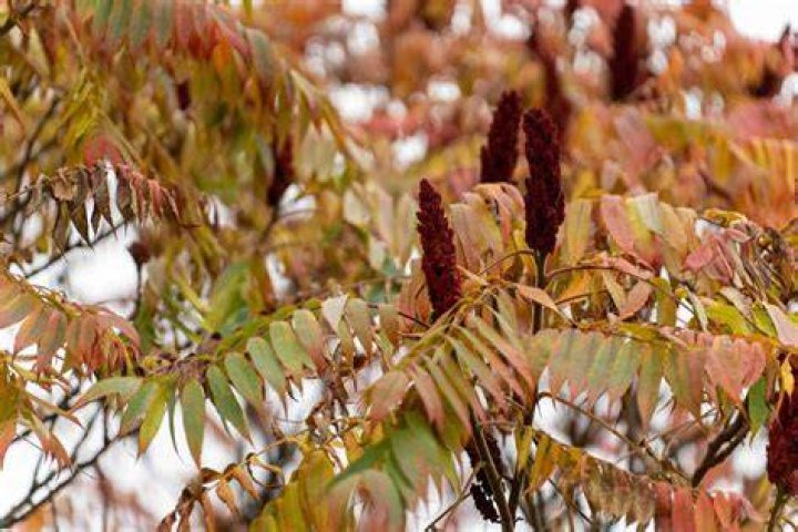 How do you kill sumac?