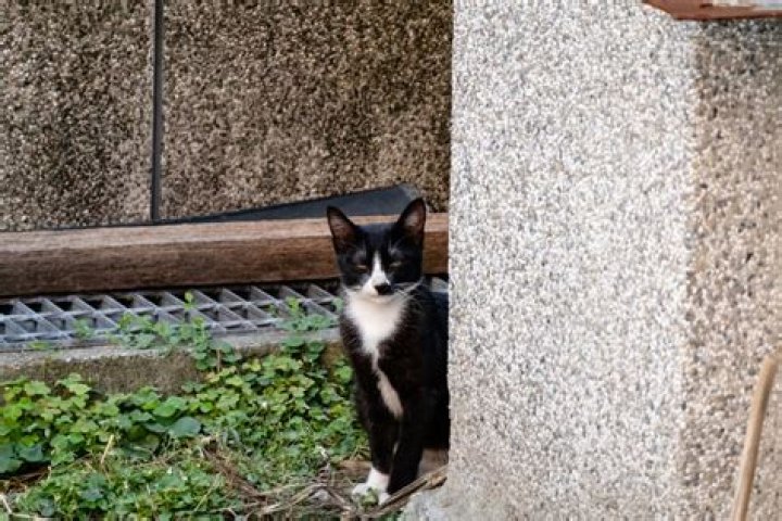 How do you know if a cat is a stray?