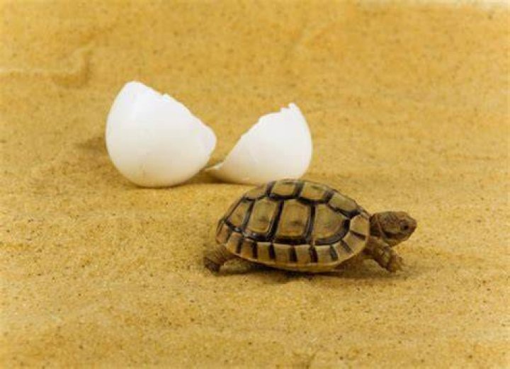 How do you know if a turtle egg is bad?