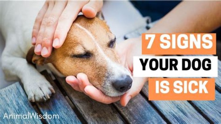 How do you know if your dog is not feeling well?