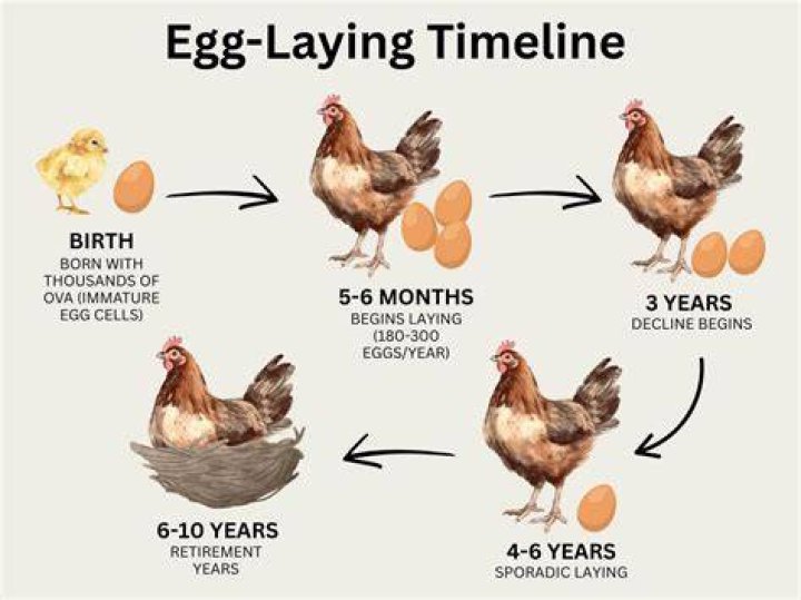How do you know when a chicken is about to lay an egg?