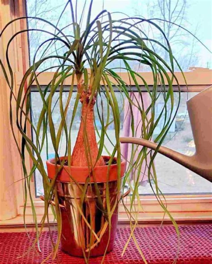 How do you know when a ponytail palm needs water?