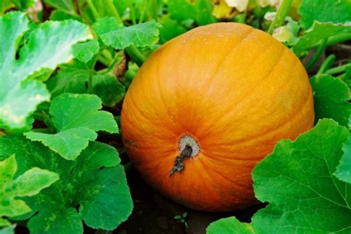 How do you know when a sugar pumpkin is ripe?