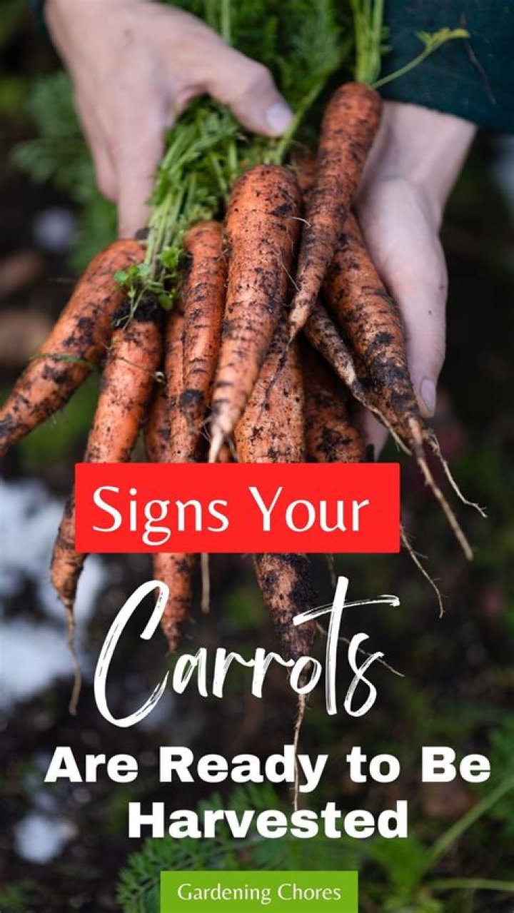 How do you know when carrots are ready?