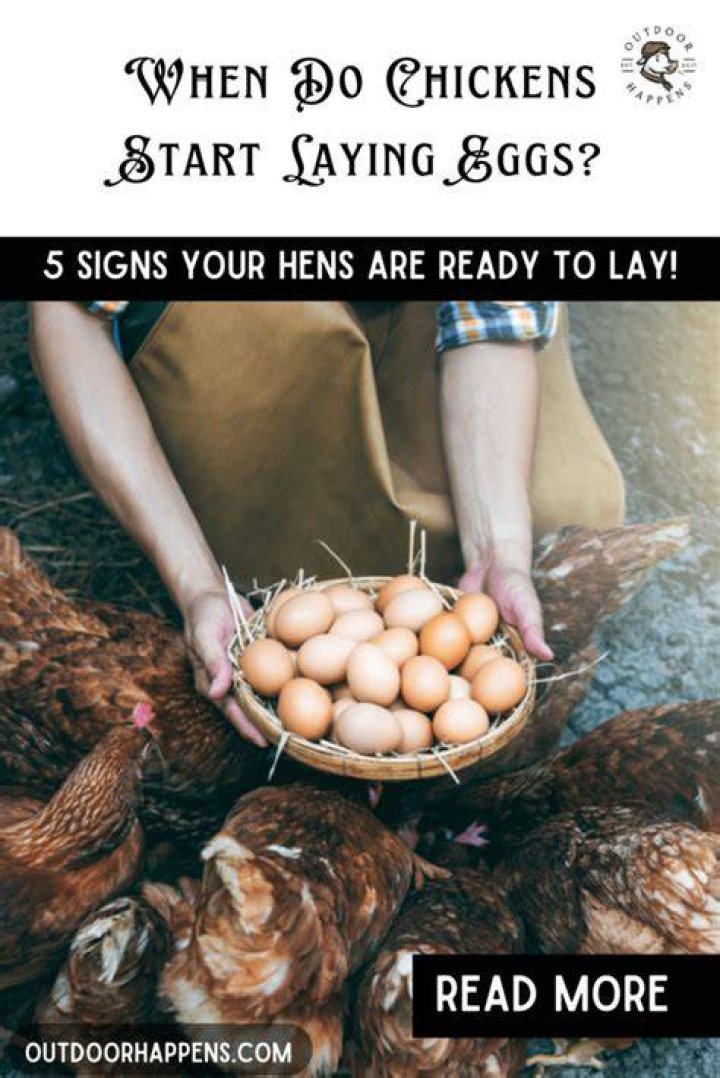 How do you know when chickens are ready to lay eggs?