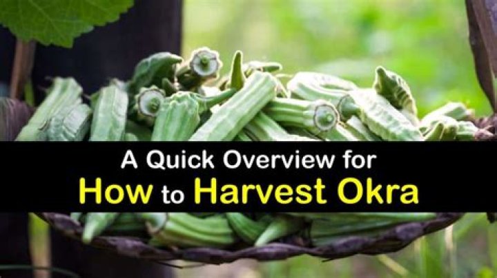 How do you know when okra is ready to harvest?