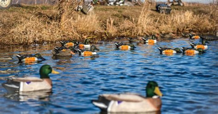 How do you lay out duck decoys?