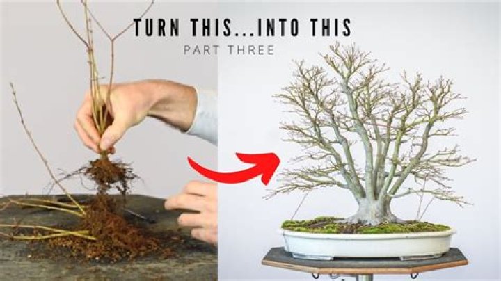 How do you make a maple bonsai tree?