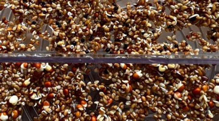 How do you make a seed Sprouter?
