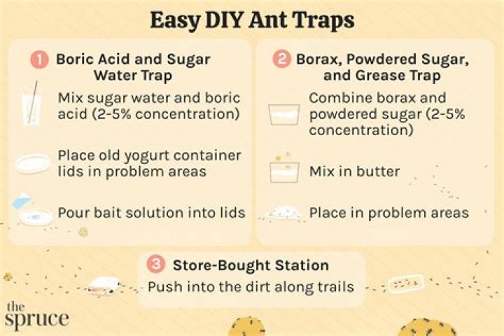 How do you make an ant trap in your house?