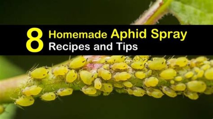 How do you make an aphid spray?