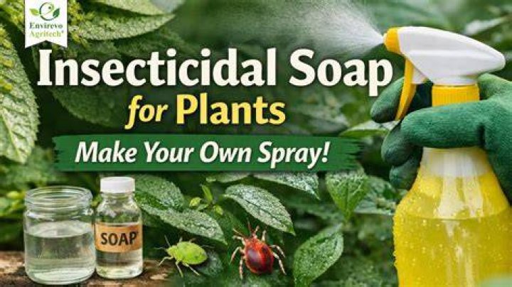 How do you make insecticidal soap for aphids?