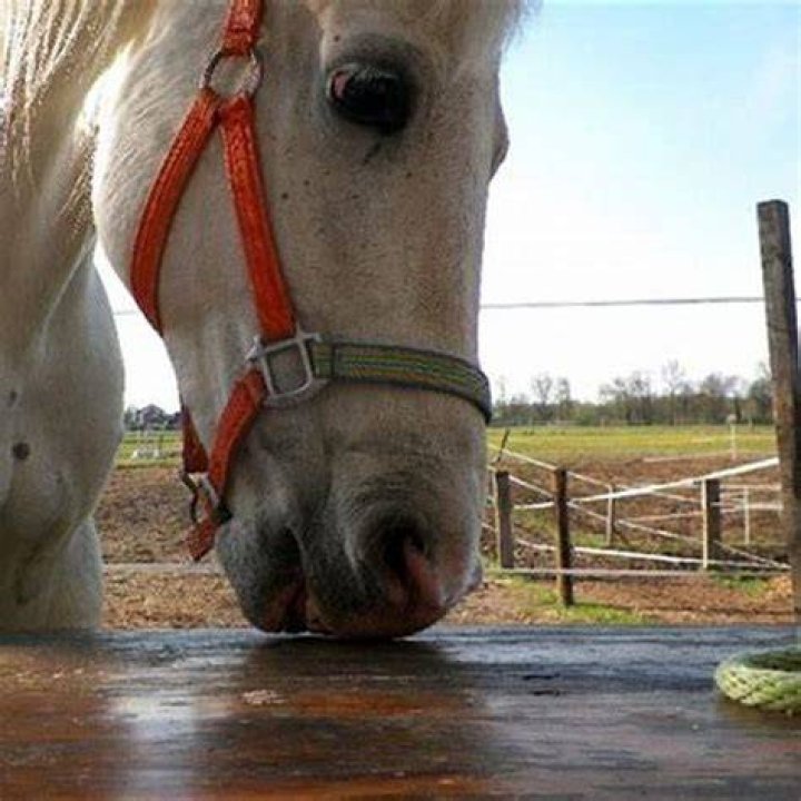 How do you make sugar cubes for horses?