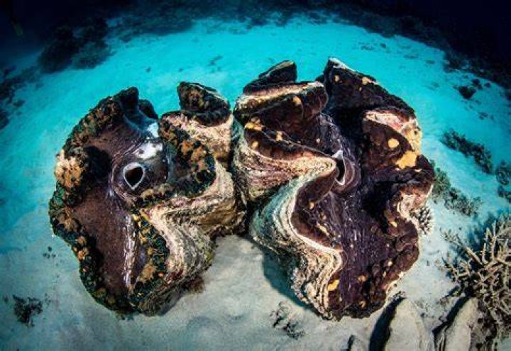 How do you open a giant clam?