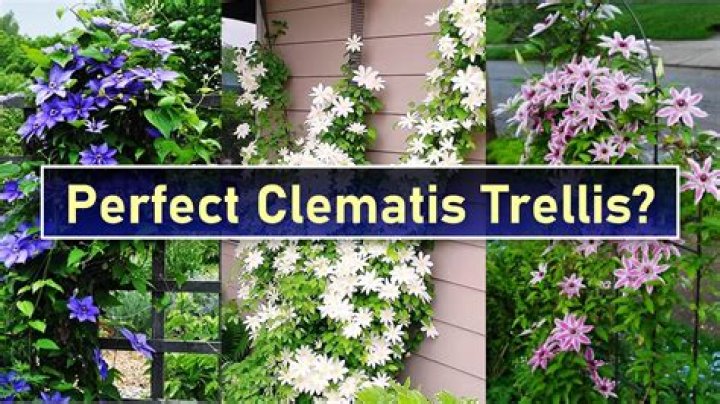 How do you pick a clematis?