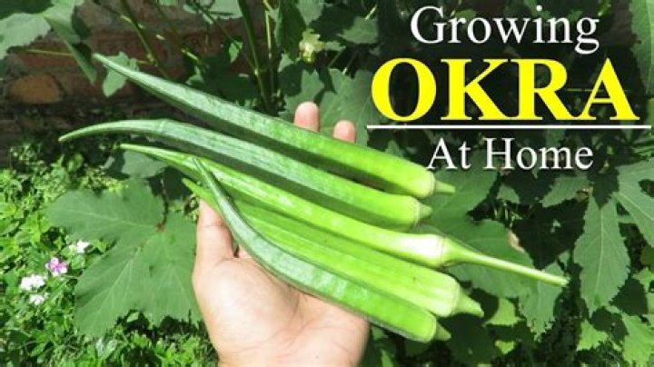 How do you pick okra from the store?