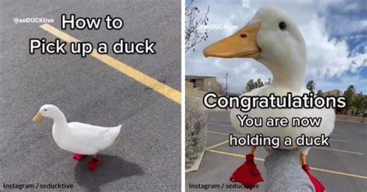 How do you pick up a duck?