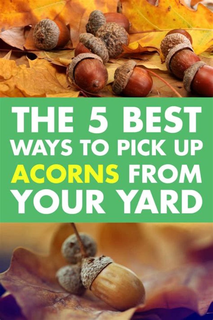 How do you pick up acorns in your yard?