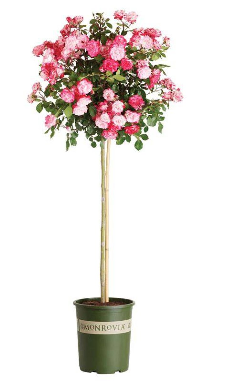 How do you plant Abelia?