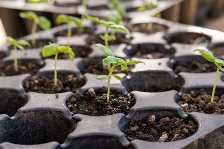 How do you plant coffee seedlings?